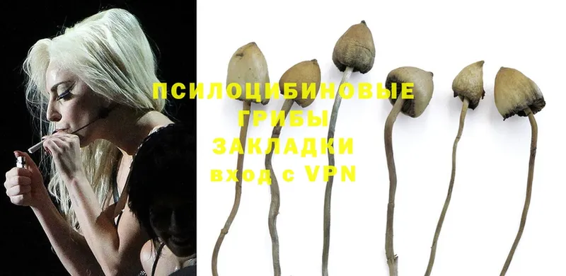 Псилоцибиновые грибы Psilocybine cubensis Серпухов